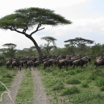 oneindige aantallen grote kudde gnoes lopend over het zo typische landschap van ndutu met groen gras en paraplu acacia's