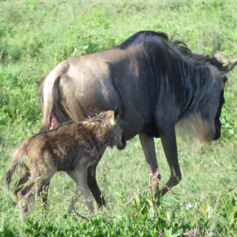 net geboren gnoe moedergnoe met nog nat kalfje net na de geboorte ndutu tanzania