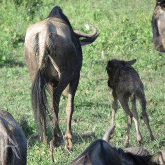 eerste stapjes van de pasgeboren gnoe gnoes met net geboren kalfje die zijn eerste voorzichtige stapjes doet bij Ndutu tanzania