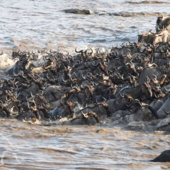 grote groep elkaar verdringende zwemmende gnoes tijdens hun oversteek van de mara rivier in tanzania