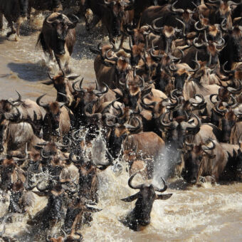 elkaar verdringende gnoes die zwemmen de mara rivier in de serengeti inspringen en wachten op de kant