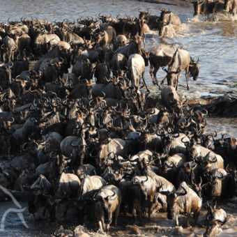 lopende en stilstaande gnoes in de mara rivier bij de serengeti