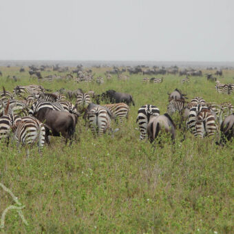 zover het oog reikt grote kuddes grazende zebra's en gnoes zover het oog reikt migratie tanzania