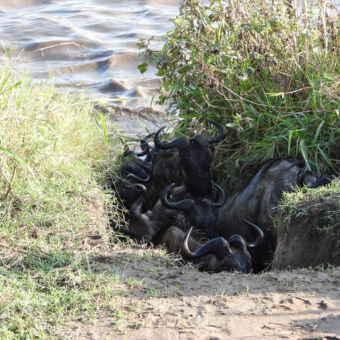 stijle oever aan de mara rivier waar de gnoes proberen aan land te komen