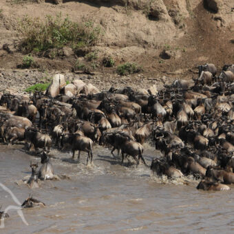 overstekende groep gnoes die aan de overkant van de mara rivier zijn aangekomen bij de serengeti tanzania