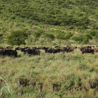 opstellen in rijen Grote migratie Tanzania. Migrerende kudde wildebeast lopend achter elkaar aan op de groene heuvelachtige vlaktes van de serengeti