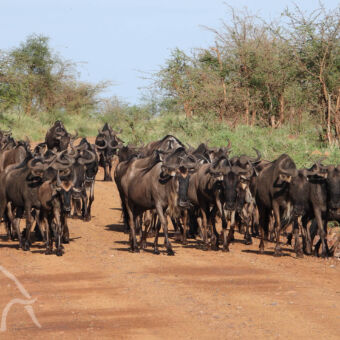 kudde sjokkende gnoes over de weg op de serengeti tijdens de migratie
