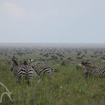 as far as the eye can reach groene savanne op de serengeti met ontelbare aantallen zebra's en voornamelijk gnoes zover het oog rijkt tijden hun migratie door tanzania