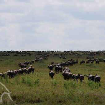 opstellen in rijen wildebeast in twee lange colonnes trekkend over de vlaktes van de serengeti