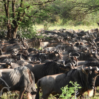 even uitrusten grote dicht op elkaar gepakte groep gnoes in de bossen tijdens de migratie serengeti