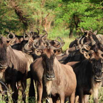 wachtende wildebeests close up van een groep wildebeasts in een groene omgeving serengeti