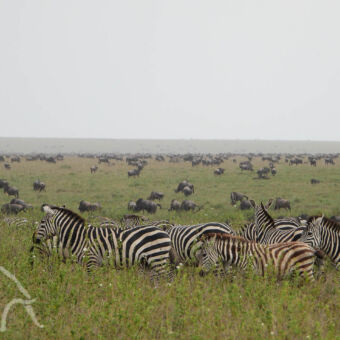 oneindige aantallen migratie van ontelbare aantallen zebra's en gnoes op de groene vlaktes van de serengeti