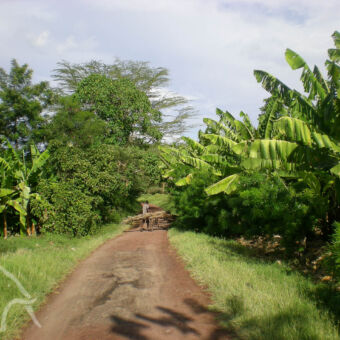 leuke tocht bananenplantage aan twee kanten van een onverharde weg met een man en een fiets die bepakt is met sprokkelhout