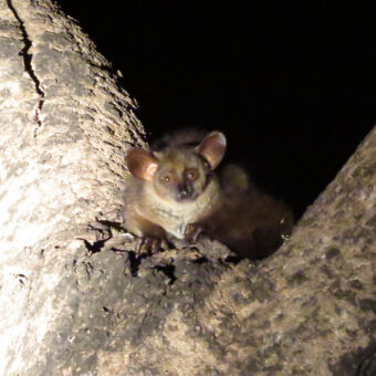 bush baby Lake Manyara bush baby je aankijkend met grote ogen in de boom tijdens een night gamedrive