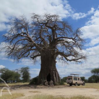 grote baobab boom Tarangire hele grote klas baobab van wel 6 meter in doorsnee en 40 meter hoog met daarnaast onze zeer klein lijkende droomreis tanzania safari auto