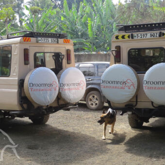 safari auto's met grote ramen twee droomreistanzania safari auto's met herders hond ertussen