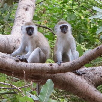 toekijkende aapjes twee aapje met zwarte kopjes en bruinige vacht in de boom op de uitkijk tanzania