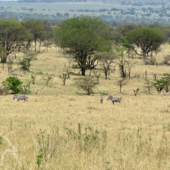 zebra's uitzicht over een goudgele savanna met hier en daar een grote boom en een paar zebra's op de serengeti