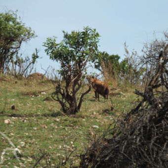 hyena gespot! hyena tussen het struikgewas achterom kijkend naar de kamera tijdens een wandelsafari