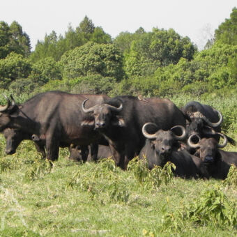 groep buffels groepje buffels staand en liggend tijdens een wandelsafari