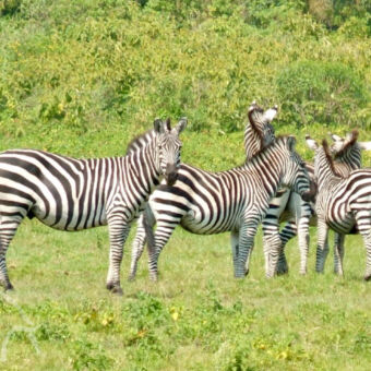 groepje zebra's vier zebra's in het groene gras
