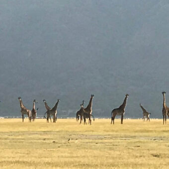 grote groep giraffen aan de horizon bij lake manyara tanzania