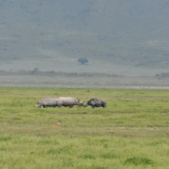 heel bijzonder drie neushoorns bij elkaar in de ngorongoro krater tanzania