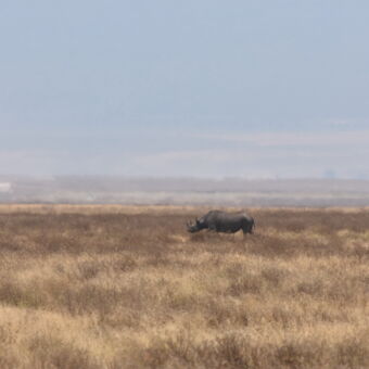 rhino op de vlakte van de serengeti met goud geel gras tanzanai