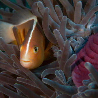 verscholen in het koraal oranje ovale vis verscholen tussen grijze ronde uitstekels