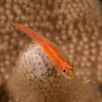 oranjevisje met bolle oogjes tijdens een duik bij mafia eiland tanzania