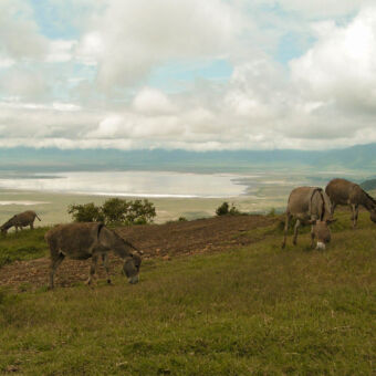 ezels groepje ezels grazend op de heuvels van de ngorongoro area tijdens een wandeling