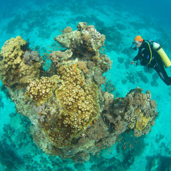 Prachtige duiken en snorkelen op Mafia eiland Tanzania Activiteiten Mafia eiland Tanzania. Duiker in het azuurblauwe water bij een groen gekleurd rif