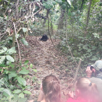 zóó close... drie mensen met camera's die een foto maken tijden een chimpansee trekking van een chimpanseetje iets verder op zit. mahale tanzania
