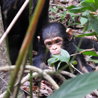 nieuwsgierig kleintje nieuwsgierige kleine chimpansee op de grond tussen struiken in Mahale tanzania
