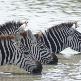 zebra's die diep in het water staan te drinken tanzania