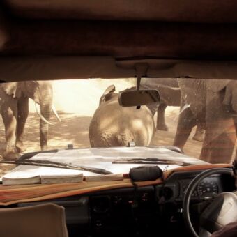 vanuit de safariauto door het voorraam olifanten die bijna tegen de auto aankomen tanzania