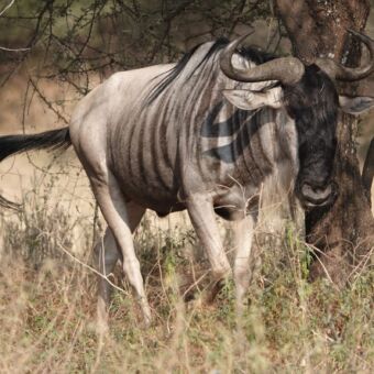 gnoe van dichtbij lopend in het gras van de serengeti en je aankijkt tanzania