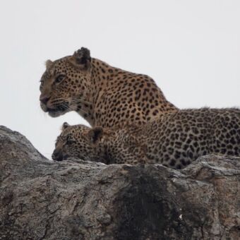 luipaard liggend op een kopje met een jong kijkend over de serengeti vlaktes tanzania