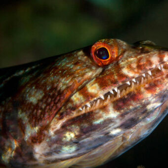 look at me close up van beetje enge vis met open bek en veel tandjes en blauwe ogen rood omrand