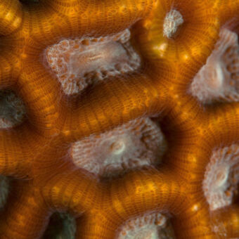 vormen en patronen goud kleurige plant honingraad structuur in de indische oceaan bij pemba tanzania