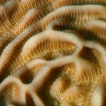 onderwater pracht onderwaterpracht