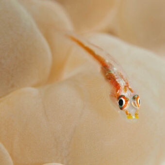 serene rust klein deels doorschijnend visje met oranjestrepen en grote zwarte ogen zwemmend voor de kust van pemba tanzania