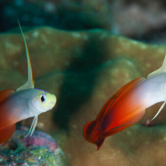 kleurrijke vissen felgekleurde vis met rood aan de achterkant en wit voor met een lange uitlopende punt op de rug bij mafia