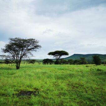 landschapsfoto met groen gras acaciabomen en groene heuvels bewolkt