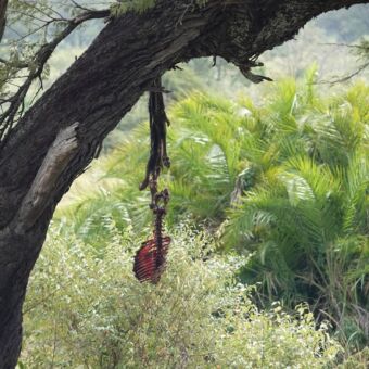 deel van boom met op de achtergrond palmen in lake manyara tanzania