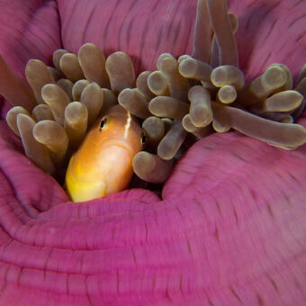 gele vis die zich verscholen heeft een een paarse ronde bloem met grijze tentakels onderwater bij mafia tanzania