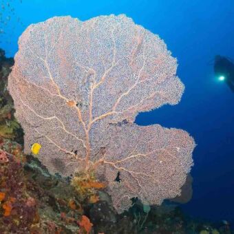 duiker bij mafia eiland onderwater met zaklamp kijkend naar een grote doorzichtige plant in de vorm van een blad