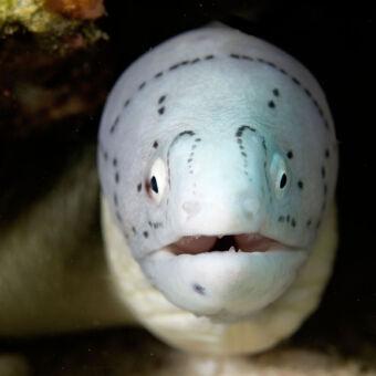 close up van een witte vis met zwarte tekening tijdens een duiksafari in de omgeving van mafia eiland tanzania