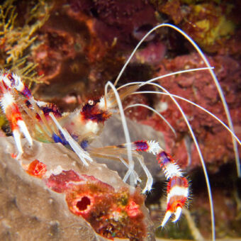 in de zee tijdens het duiken kwamen we een fel en veel gekleurde krab met wit rood wit blauwe scharen en grote witte voelsprieten