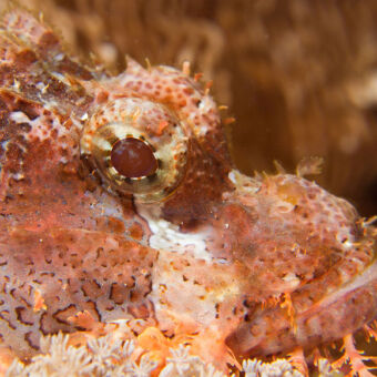 closeup van een visite roze en wat stekels en rode ogen bij mafia eiland
